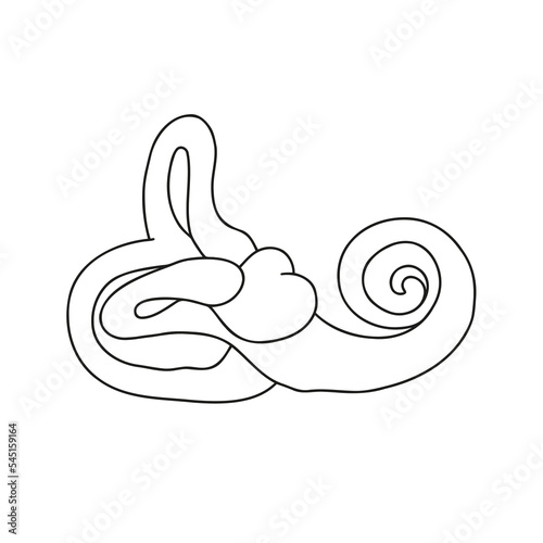 Human cochlea anatomy. The structure of the inner ear.