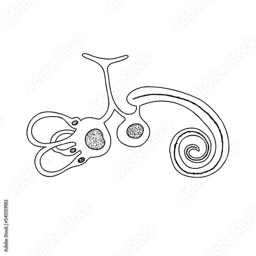 Human Membranous Labirinth. Vestibular system. The inner ear and its relation to balance and balance.  photo