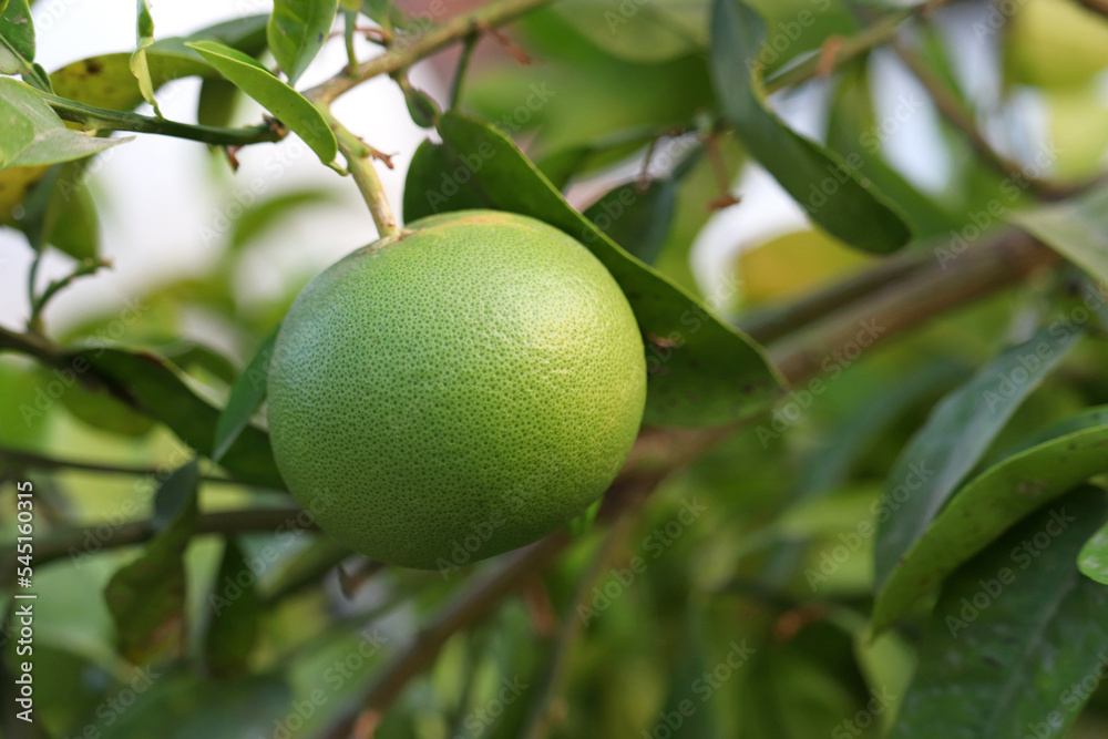 Orange ripening on a branch with green leaves. Garden with citrus fruit trees