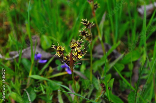 Luzula campestris flowers in the morning dew. Luzula campestris, commonly known as field wood-rush © maria