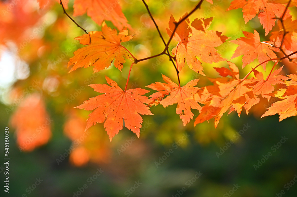 Colourful maple leaves in autumn season color when the leaves change colorful  of is in the park, green, yellow, orange and red discoloration