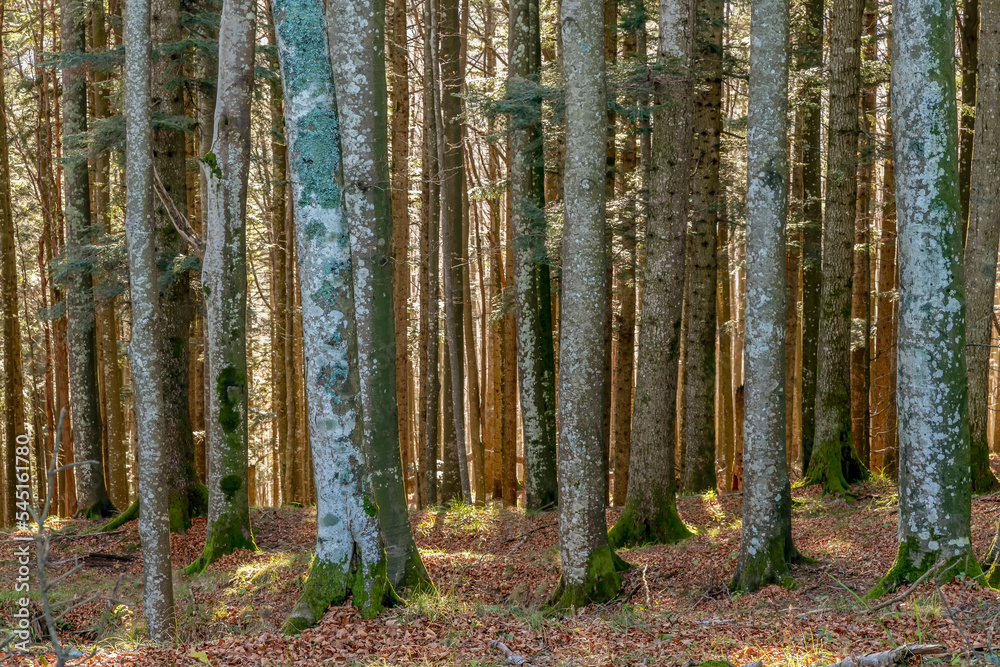 Obraz premium Detail of the Casentino forest near Badia Prataglia, Arezzo, Italy, during the autumn season