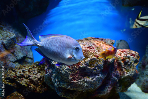 Fototapeta Naklejka Na Ścianę i Meble -  サンゴ礁の魚
