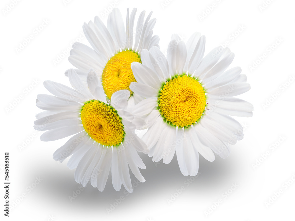 Backlit chamomile daisy flowers isolated. Matricaria chamomilla herb - obrazy, fototapety, plakaty 