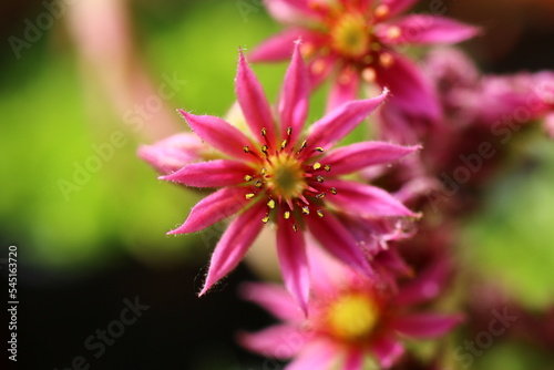 Sempervivum arachnoideum SPRITE succulent rojnik paj  czynowaty