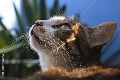 Print op canvas A Cat Looking At The Sky // Nikon D3500