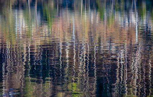 trees reflection in the water 