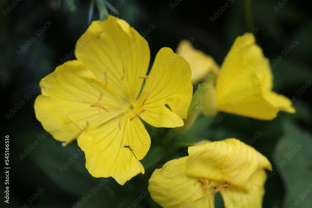 wiesiołek dwuletni chyba pachnący Oenothera suaveolens wiesiołek dwuletni chyba pachnący Oenothera suaveolens