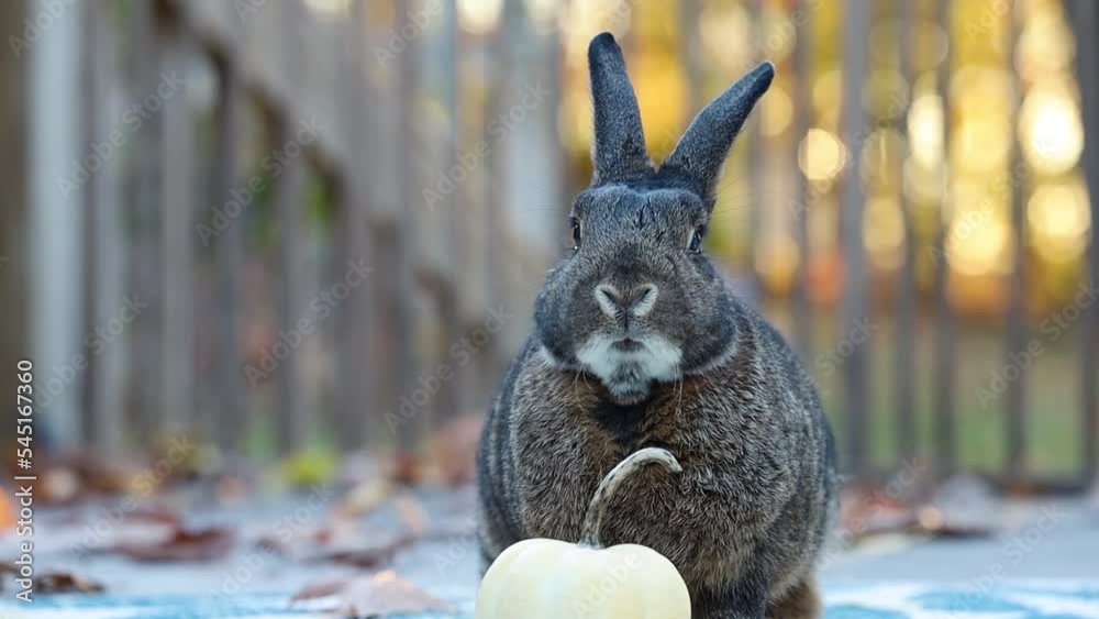 Small Gray Rabbit moves mouth facing camera with small white pumpkin cute