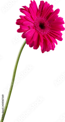 Pink Gerbera Daisy