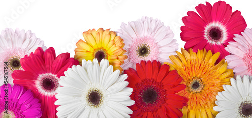 Fotografie Closeup of Gerbera Daisies