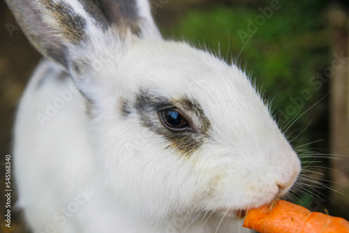 Face of a cute rabbit eating carrots