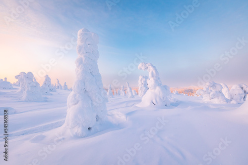 snow covered trees © Artem