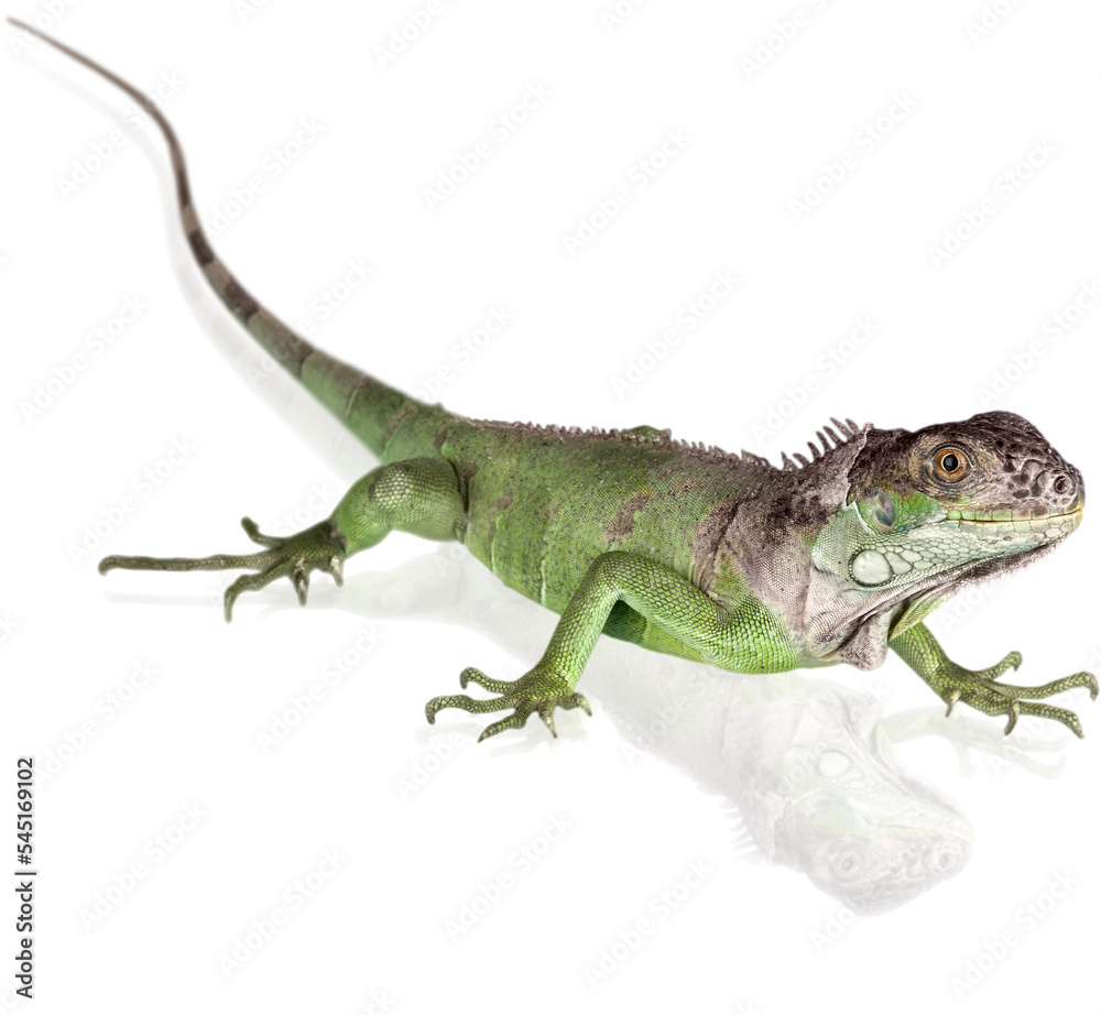 Obraz premium Green Iguana