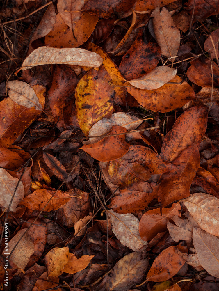 Forest floor in the fall