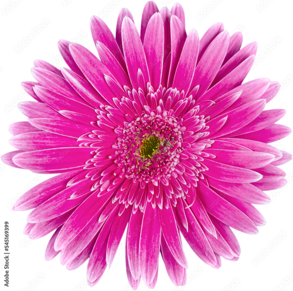 Pink Gerbera Daisy Pink Gerbera Daisy