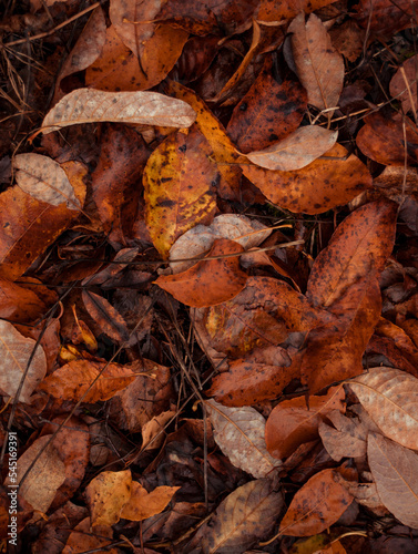 Forest floor in the fall