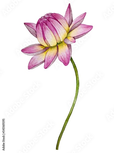 Watercolor dahlia flowers. Botanical illustration.