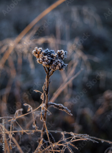 Frost covered dried flower with blue light in the background