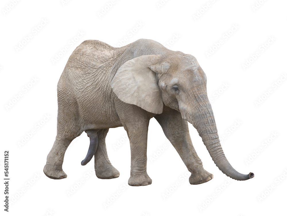 walking african elephant isolated on white background
