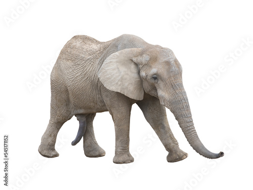 walking african elephant isolated on white background