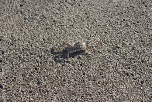 little crab on beach sand in sunny day