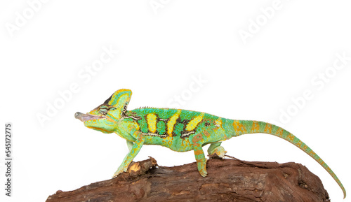 Chameleon in photostudio © purrfectphotographs