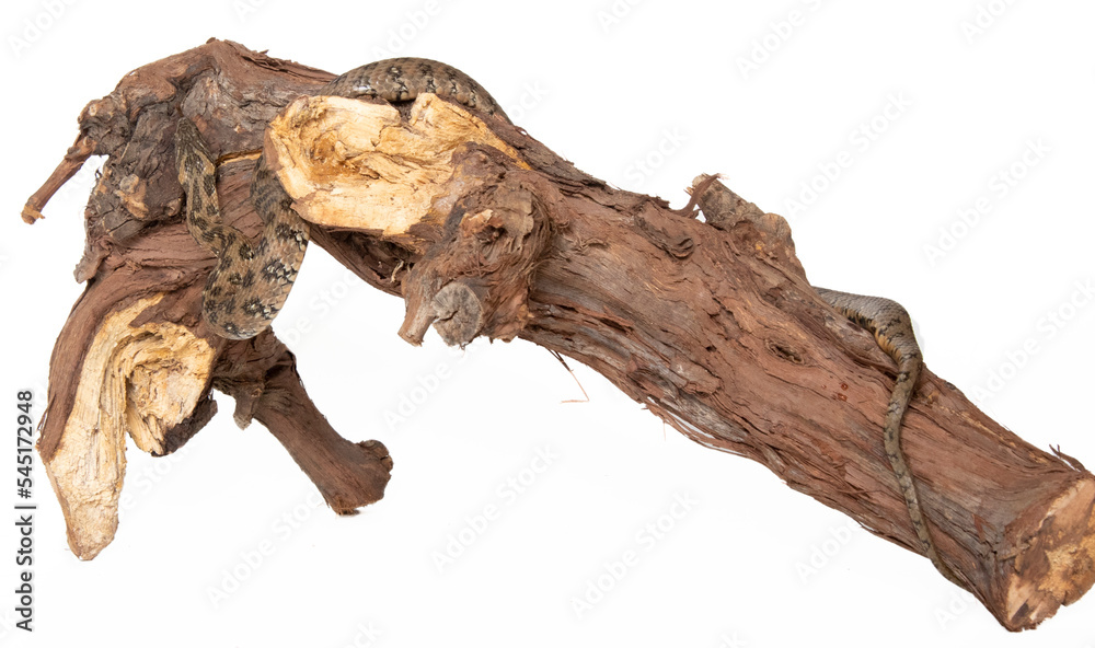 Fototapeta premium Viperine snake in photostudio