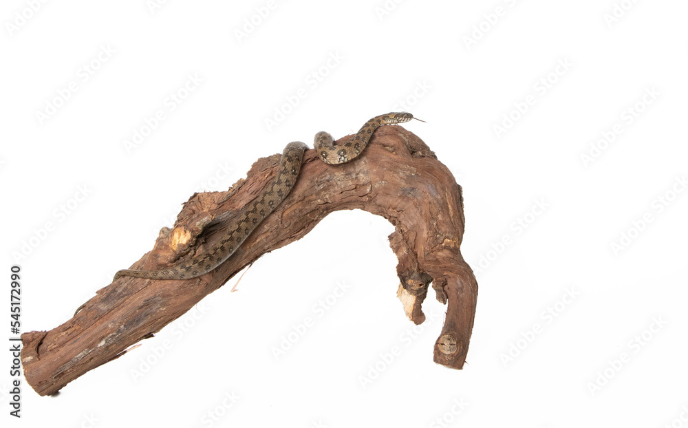 Viperine snake in photostudio Viperine snake in photostudio