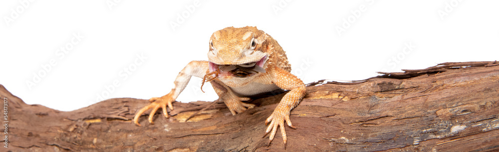 Naklejka premium Dwarf bearded dragon in studio