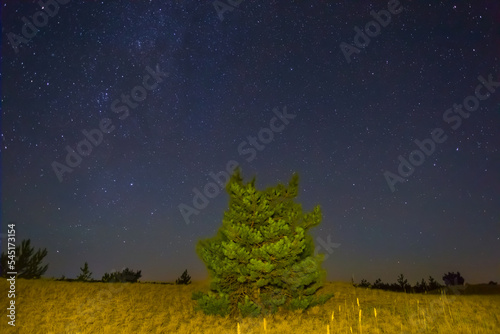 alone pine tree among sandy prairie under a starry sky, beautiful night natural landscape