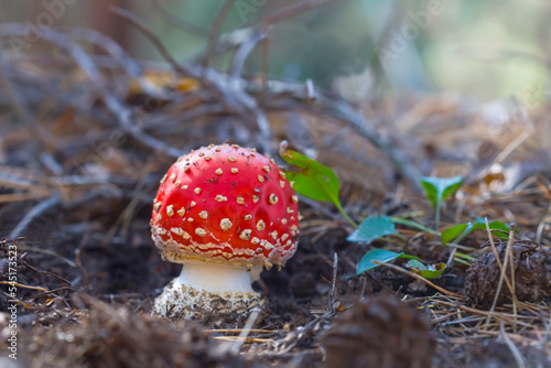 closeup red flyagaric mushroom in forest