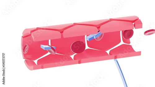 3d animation of the capillary section of an artery. Showing the exchange in two sequences, one open and one more closed.