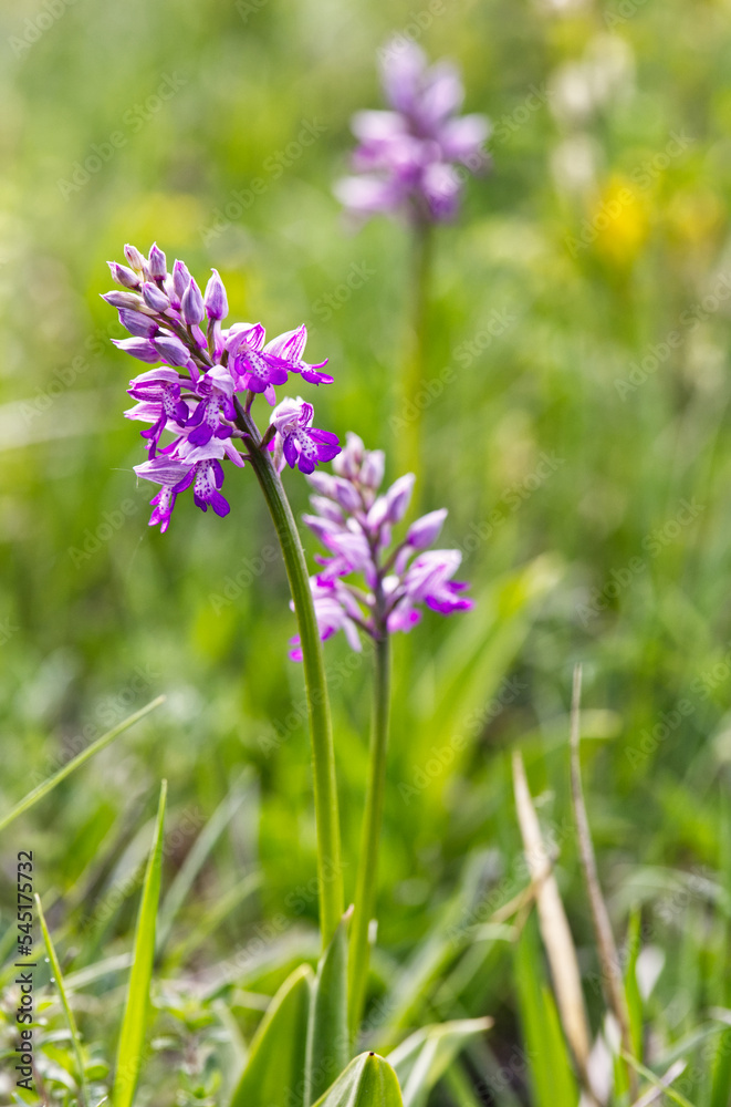 Ciepłolubne zbocza kserotermalne wiosną ozdabia Storczyk kukawka[ (Orchis militaris L.) piękna roślina z rodziny storczykowatych
Ciepłolubne zbocza kserotermalne wiosną ozdabia Storczyk kukawka[ (Orchis militaris L.) piękna roślina z rodziny storczykowatych