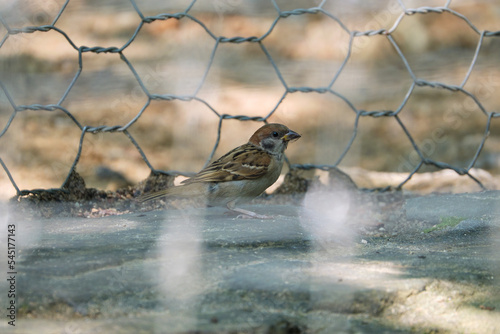 A sparrow perched between two wire fences