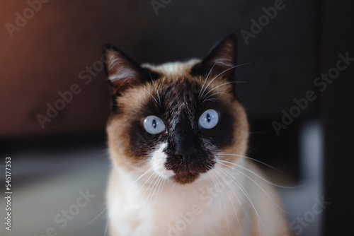 Siamese Cat With Bright Blue Eyes Portrait © Tungalag