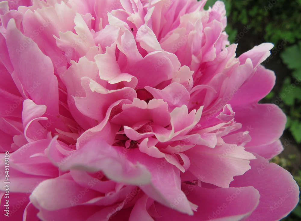Beautiful photo  flower pink peony  close - up.  Blossom flowers daisy in the summer garden. Awesome floral  botanical background for flower market shop