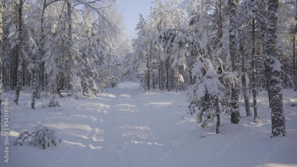 The first snow falls from the trees in a pine forest near the road on a bright sunny day. Christmas winter landscape in a snowy forest on a sunny clear day. Latvia The first snow falls from the trees in a pine forest near the road on a bright sunny day. Christmas winter landscape in a snowy forest on a sunny clear day. Latvia