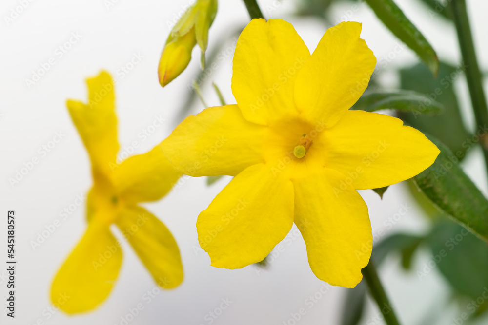 Fototapeta premium Winter jasmine flower (Jasminum nudiflorum 