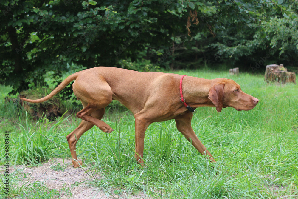 Magyar Vizsla im Jagdmodus