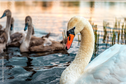 Portrait of beautiful swan on the pond