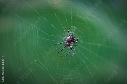 Predatory spider in the middle of the web
