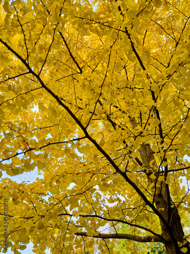 Yellow leaves seen from below