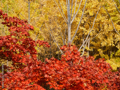 Yellow and red leaves seen from the front