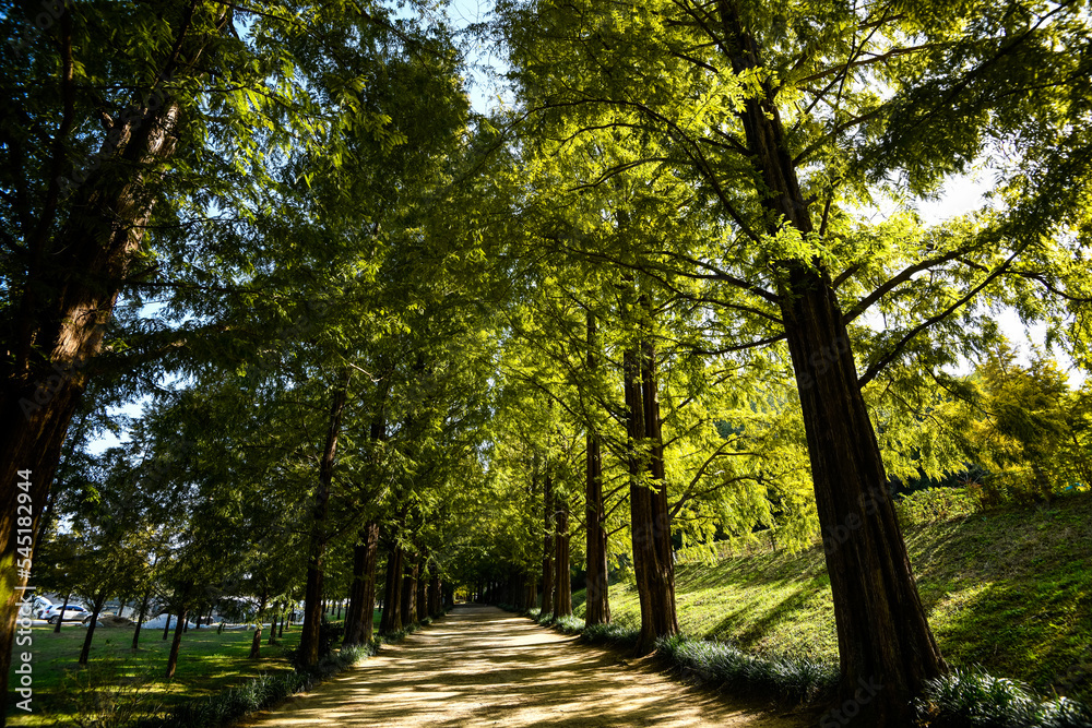 Fototapeta premium Beautiful trees in Damyang Metasequoia in Korea