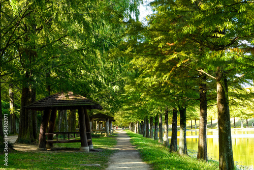 Beautiful trees in Damyang Metasequoia in Korea