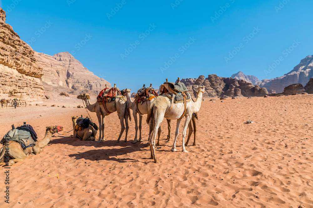 Fototapeta premium A view of camels in the desert landscape in Wadi Rum, Jordan in summertime