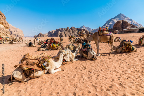 A view of camels resting in the desert landscape in Wadi Rum, Jordan in summertime © Nicola
