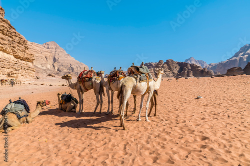 A view of camels in the desert landscape in Wadi Rum, Jordan in summertime © Nicola