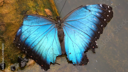 Blue morpho butterfly with its wings open at a butterfly garden in Mindo, Ecuador
